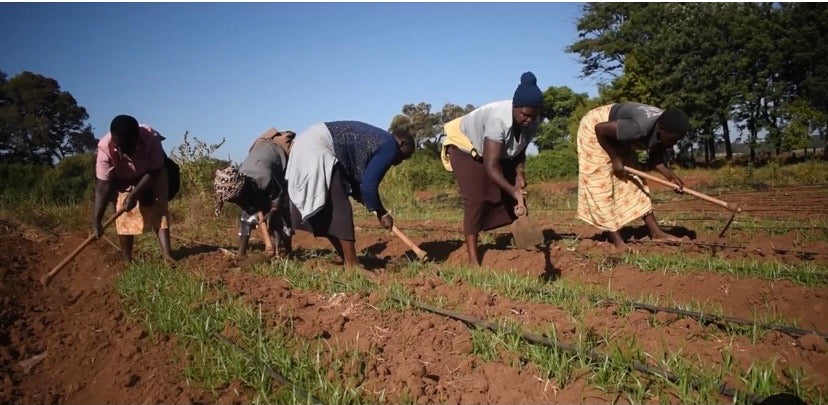 Kenya Purple Tea - Loose Leaf